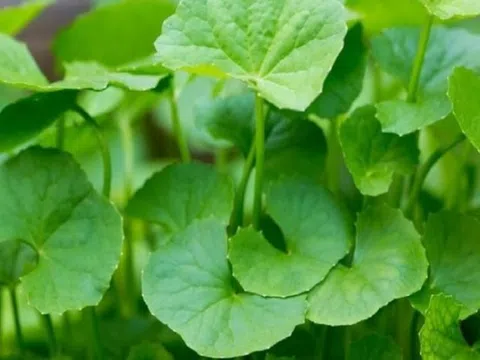 Những ai không nên uống nước rau má kẻo "rước họa vào thân"