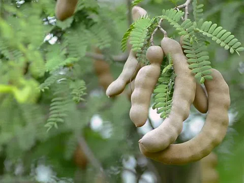 7 loại quả "rẻ bèo" cực tốt cho người gan nhiễm mỡ, ai cũng nên biết