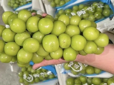 Từ vụ phát hiện nho sữa nhiễm chất độc hại, cách nào bảo quản nông sản an toàn?