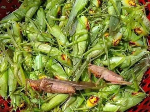 Loài "ăn hại" từng bị nông dân kỳ thị, nay bắt đem bán giá gần 1 triệu đồng/kg