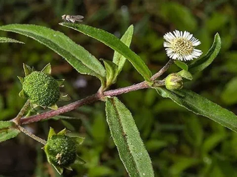 "Thần dược" trong vườn nhà: 5 loại cỏ là cây thuốc được Bộ Y tế công nhận