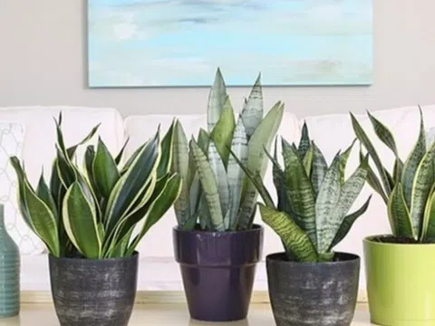 Có nên để cây lưỡi hổ trong phòng ngủ không?