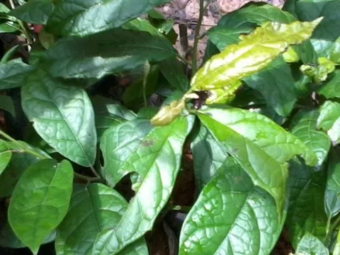 Nước xạ đen tốt cho sức khoẻ nhưng "đại kỵ" với 6 người này!