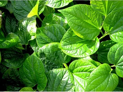 Loại dược liệu dân gian có trong vườn, ăn hàng ngày chữa đau xương hiệu quả