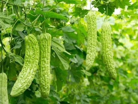 "Thuốc bổ gan” mọc đầy ngoài vườn nhà, hơi đắng nhưng công dụng hơn “thuốc tiên”