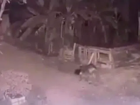 Vụ bé gái bị chó cắn tử vong ở Vĩnh Phúc: Chủ chó lĩnh án 2,5 năm tù