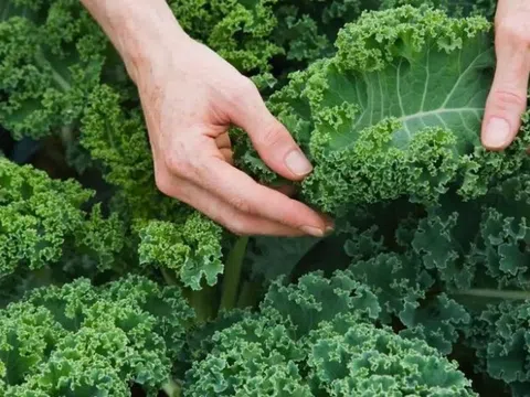 Cải xoăn "đại kỵ" thực phẩm nào?