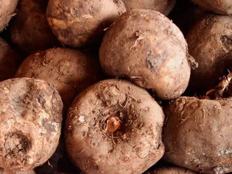 Loại củ có cái tên "chẳng giống ai", xưa bị bỏ quên nay thành đặc sản 250k/kg được săn lùng ráo riết