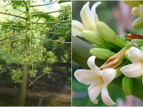 Hoa đu đủ đực tươi và hoa đu đủ đực khô dùng cái nào tốt hơn?