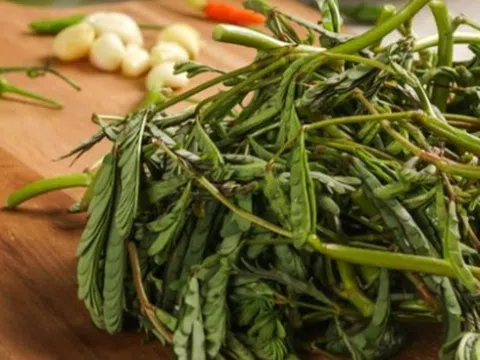 Rau rút chữa bệnh gì?