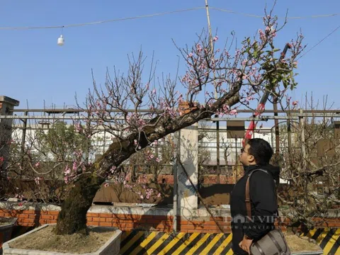 Đào cổ thụ hàng chục năm tuổi "đổ bộ" Hà Nội, giới nhà giàu "mạnh tay" mua giá cao chót vót