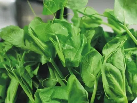 “Thần dược” giúp hạ hỏa, bổ gan, “đánh bay” độc tố