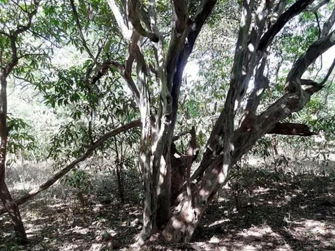 Loại gỗ được ví như "kim cương đen" của rừng sâu, quý hiếm hơn vàng, "dân chơi" săn lùng ráo riết