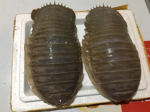 "Quái vật biển sâu" lại là "vua hải sản", ngon "nức tiếng", giá "trên trời" vẫn không có mà mua