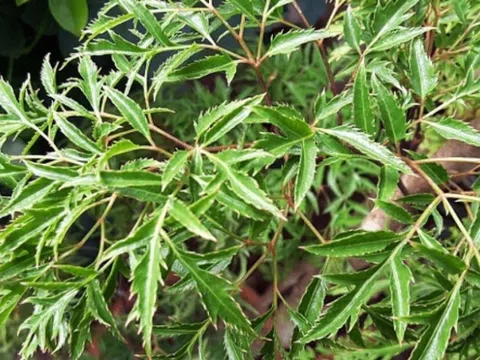 Loại rau quen thuộc là cây thuốc được Bộ Y tế công nhận