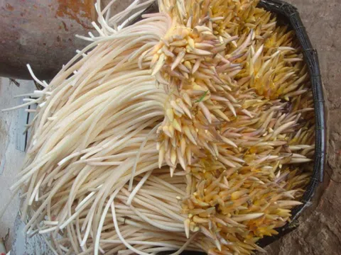 2 loại rau người Việt thích mê dễ là "ổ sán", bắt mắt nhất là cái số 1