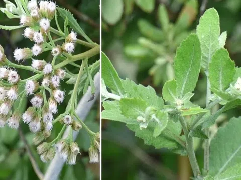 Cây dại mọc bờ rào nay thành đặc sản được ưa chuộng vào mùa hè vì hương vị lạ, giá 50.000 đồng/kg