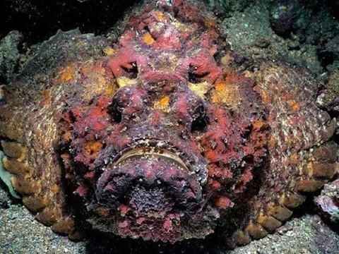 Loài cá hình thù "rợn người" vây đầy độc tố, đại gia vẫn chi cả chục triệu đồng để thưởng thức