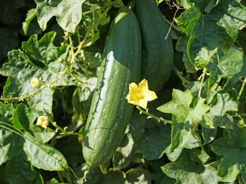 Đừng chỉ ăn quả, lá loại cây này quý như "nhân sâm người nghèo", ở quê mọc đầy bờ rào