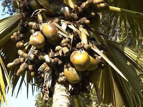 Loại hạt khổng lồ đắt đỏ bậc nhất thế giới, mỗi hạt giá 71 triệu đồng