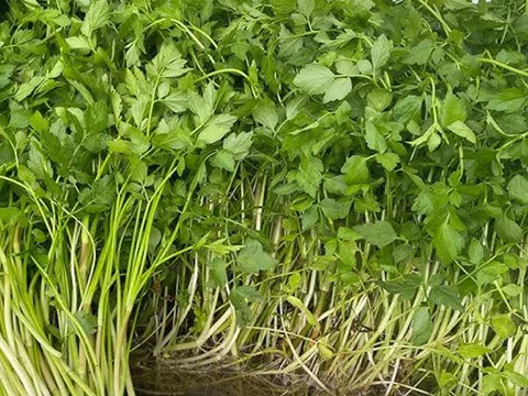 2 loại rau dễ là nơi "tổ ký sinh trùng" ẩn náu, nhất cái số 1