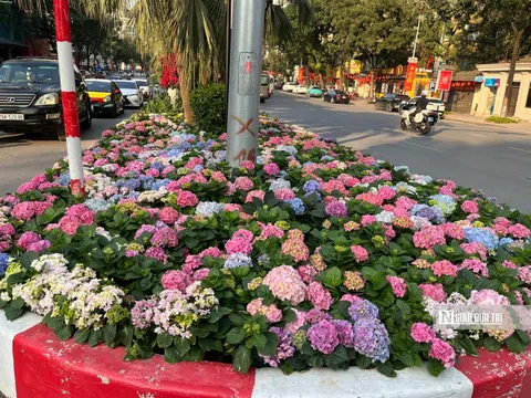 Sắc hoa điểm tô không gian đô thị Hà Nội, người dân đua nhau "check in"