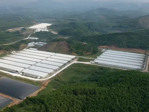 Đình chỉ 3 tháng Công ty Chăn nuôi Hoà Phát Bắc Giang gây ô nhiễm