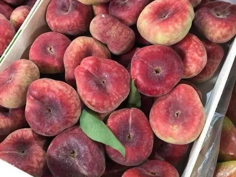Các bà nội trợ Hà thành 'phát sốt' săn đào lạ hình bánh rán giá nửa triệu/kg
