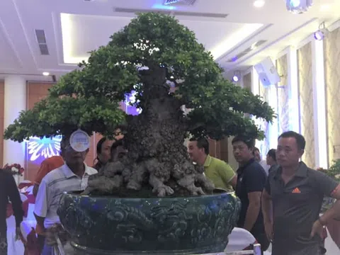 Sửng sốt cây ngâu khủng trị giá hơn 1 tỷ đồng tại Bình Định