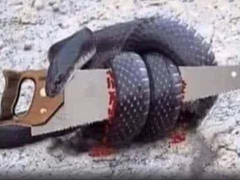 Chuyện: “Con rắn và cái cưa!”