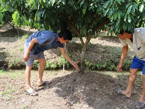 Vườn cây ăn trái liên tiếp bị kẻ xấu phá hoại tàn độc