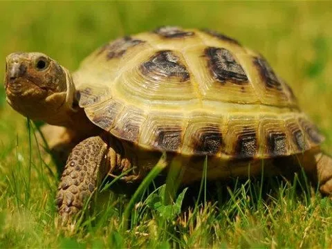 Kẽ hở luật pháp cần khắc phục trong quản lý động vật hoang dã