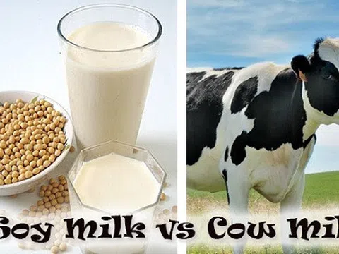 Những khác biệt giữa sữa hạt và sữa bò mà nhiều người chưa biết
