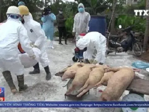 Dịch tả lợn châu Phi lan rộng tại Nam Định