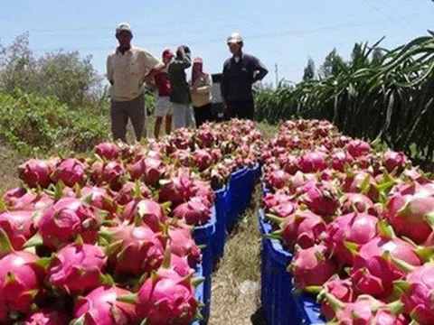 Bình Thuận: Xử lý nghiêm người nước ngoài “núp bóng” kinh doanh thanh long trái phép