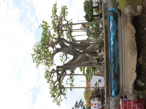 Cây Đề thu hút nhiều đại gia quan tâm tại Triển lãm Hà Nam