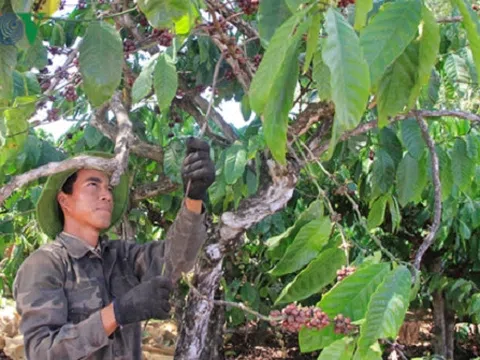 Gia Lai mất mùa cà phê, nông dân thất thu nghìn tỷ đồng