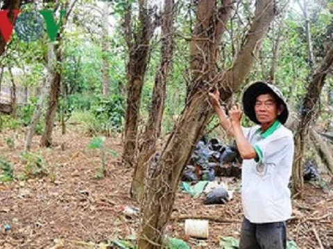 Hồ tiêu chết hàng loạt khiến nhiều hộ ở Đắk Nông nợ nần chồng chất