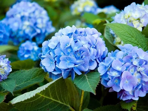 Những loài hoa tượng trưng cho sự may mắn, tài lộc đến gia đình