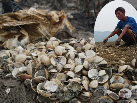 Ngao chết hàng loạt sau lũ, người Hà Tĩnh điêu đứng nhìn hàng chục tỷ đồng bốc hơi