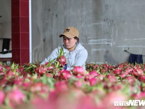 Hơn 100.000 tấn thanh long ế, Bình Thuận thiệt hại bao nhiêu?