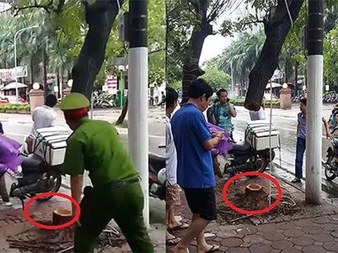 Hà Nội: `Treo cổ` cây sưa ăn trộm gốc, 6 đối tượng bị bắt?