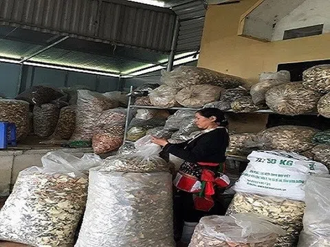 Đi tìm 'tận gốc' bài thuốc tương truyền chữa khỏi bệnh đau nhức xương khớp