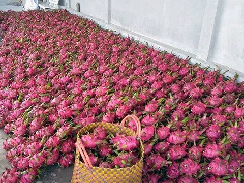 Thương lái Trung Quốc lại mất tích, dân đem thanh long cho bò ăn