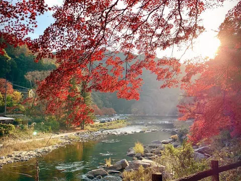 Rừng lá phong đỏ rợp trời thu Nhật Bản