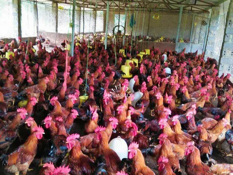 Vào gà J-DABACO đón Tết Nguyên đán 2020