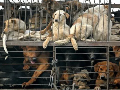 Đưa thịt chó vào diện kiểm soát giết mổ