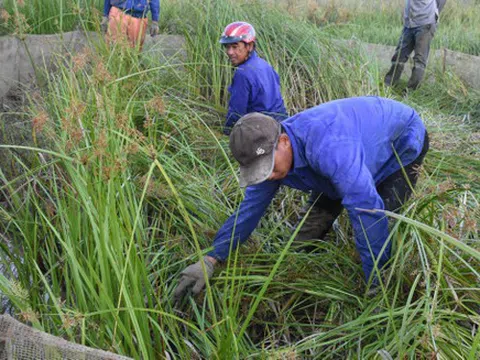Hải Phòng: Về làng Tú Đôi, cùng dân làng đi bắt chuột đồng mùa lúa chín