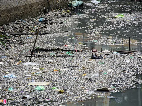 Vì sao cá chết nổi trắng kênh dẫn nước giữa lòng TP Hạ Long?