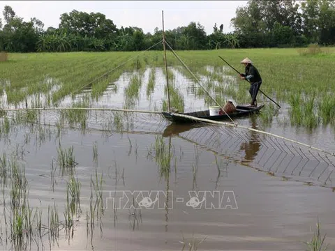 Mê mẩn những sản vật mùa lũ 'có một không hai'